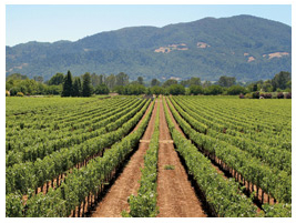 Napa Valley vista